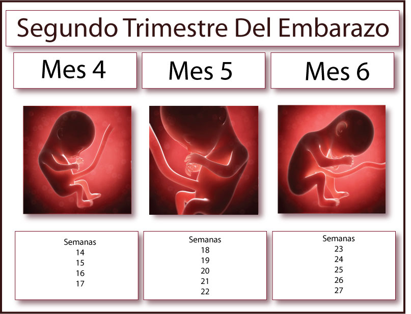 segundo trimestre del embarazo ginemed guadalajara clínica de la